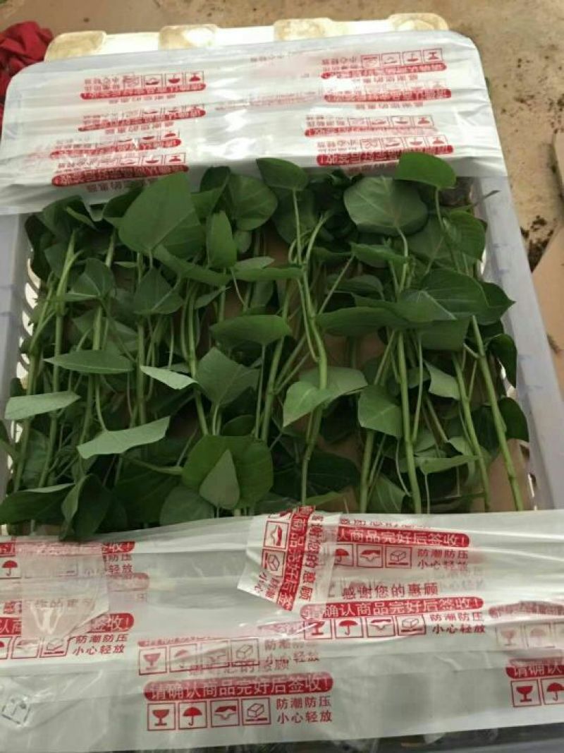 百香果苗10~20cm