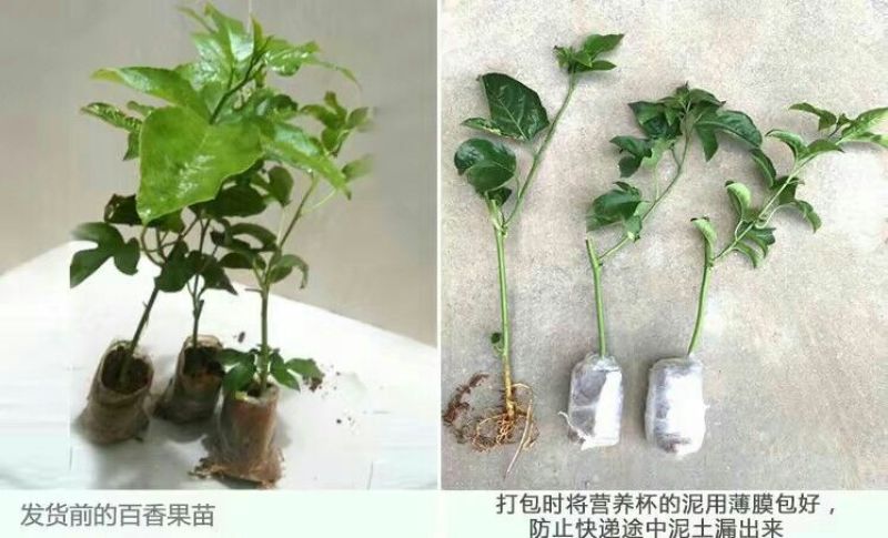 百香果苗10~20cm