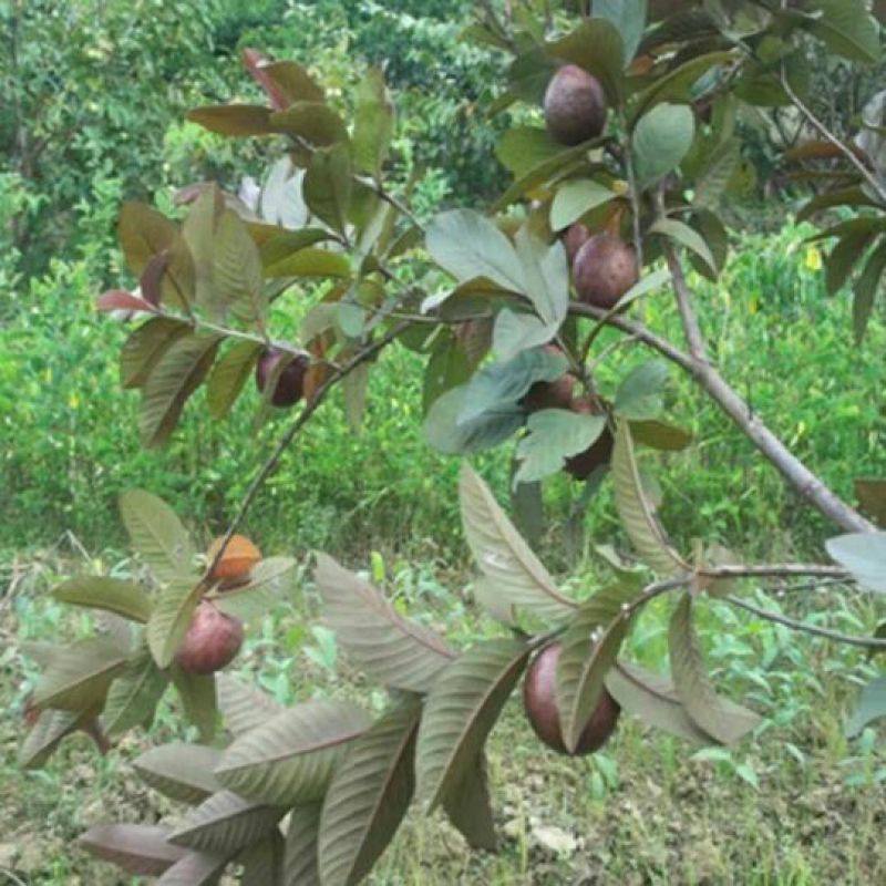 番石榴苗30~50cm