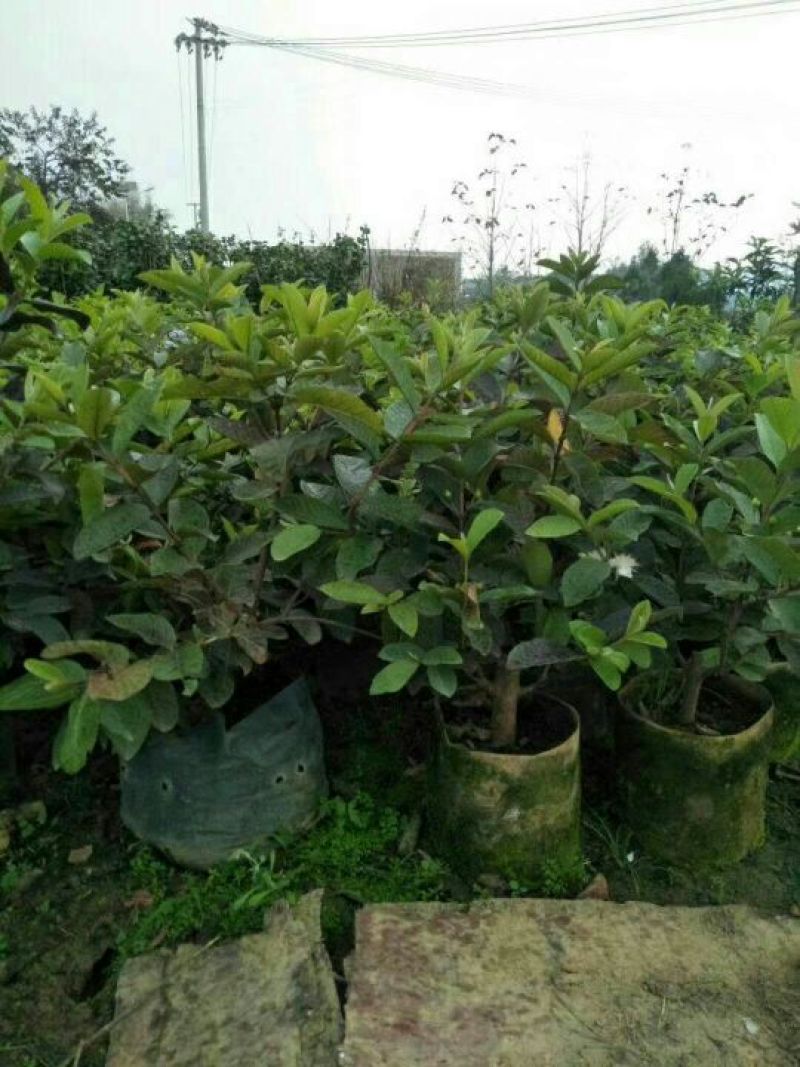 番石榴苗30~50cm