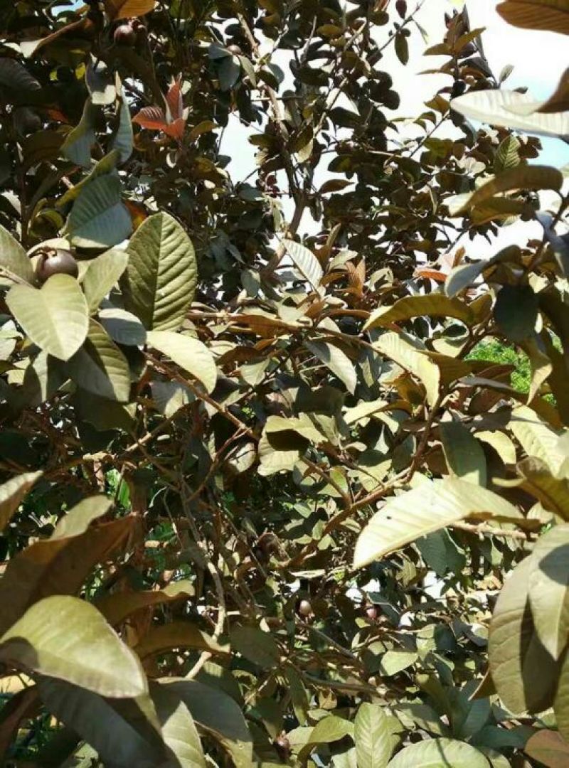 番石榴苗30~50cm