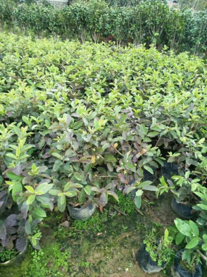 番石榴苗30~50cm