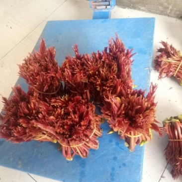 红油6号香椿10cm以下