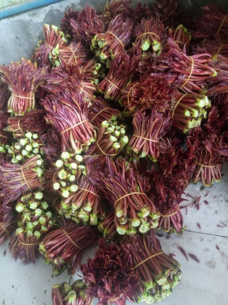 红油6号香椿10cm以下