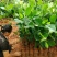 菠萝蜜苗稿接树