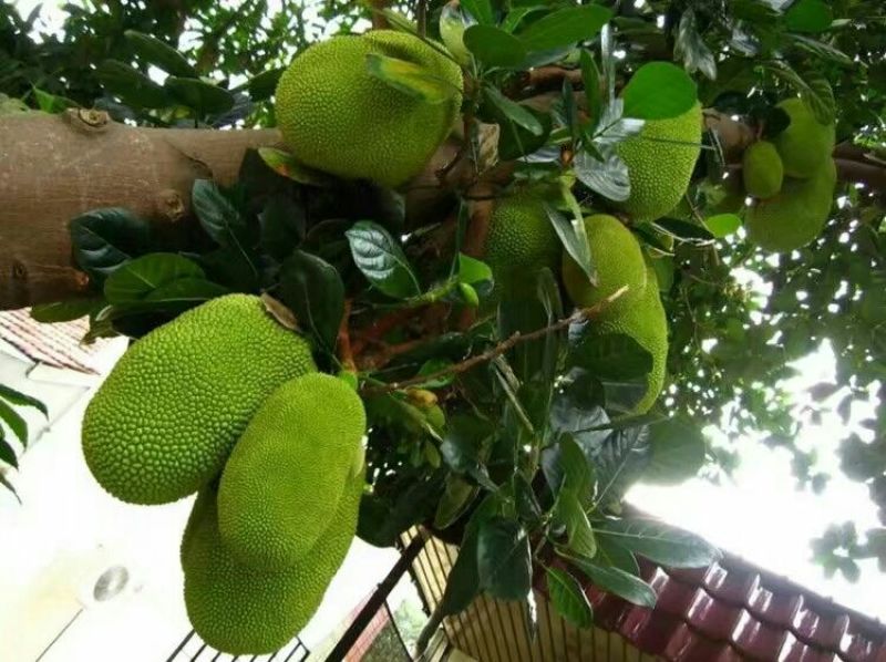 菠萝蜜苗稿接树
