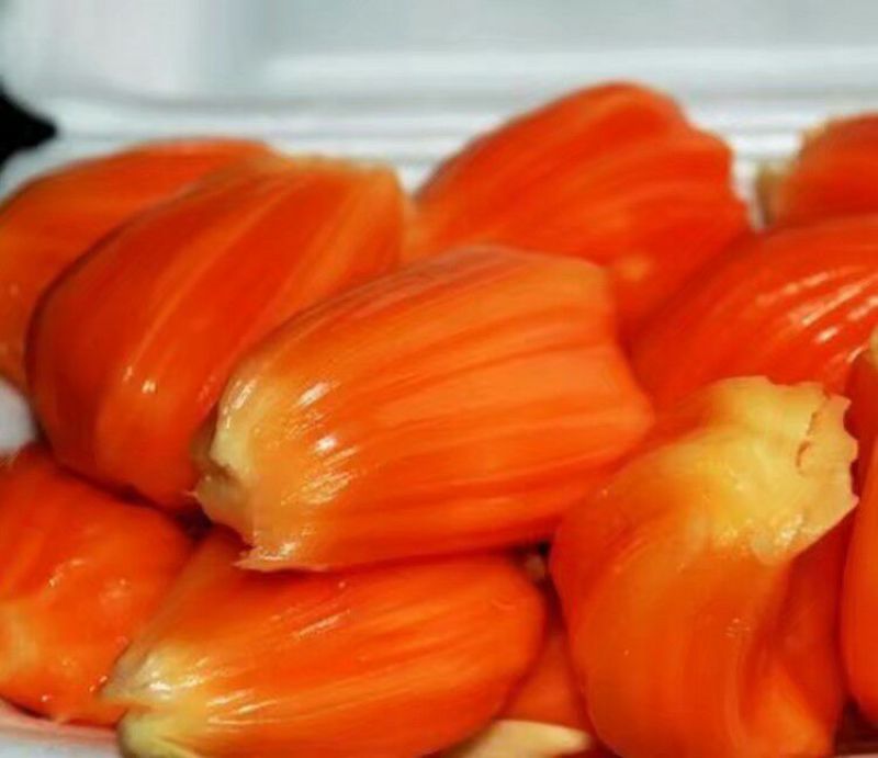 菠萝蜜苗稿接树