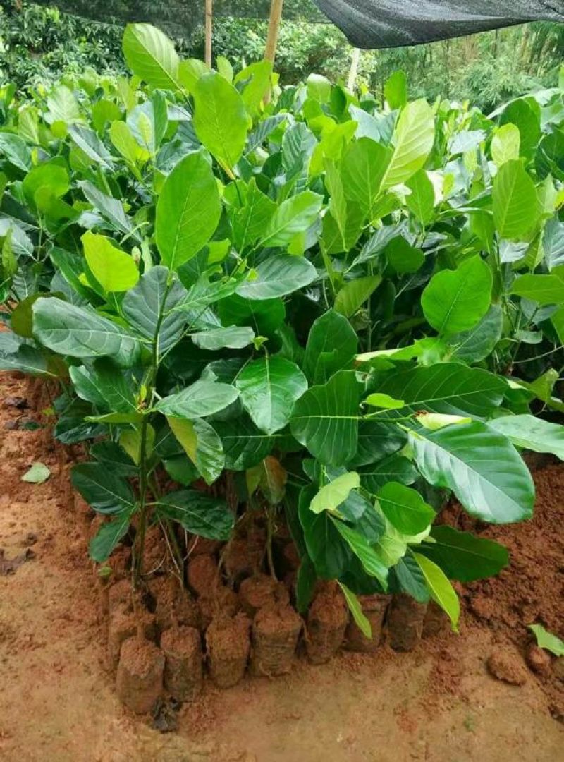 菠萝蜜苗稿接树