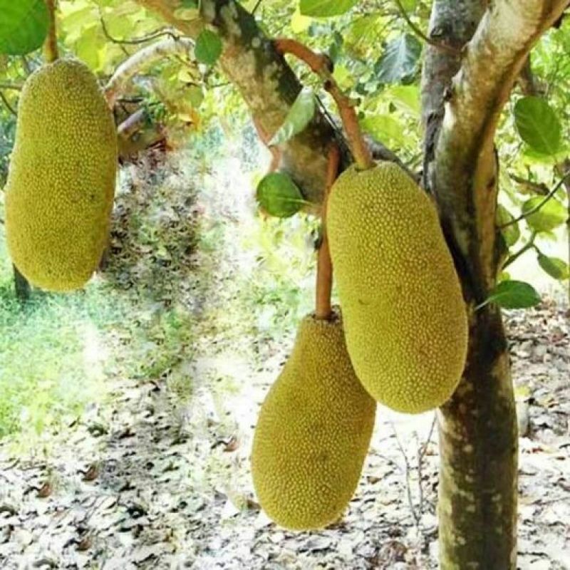 菠萝蜜苗稿接树