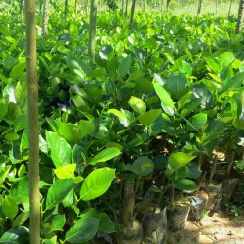 菠萝蜜苗稿接树