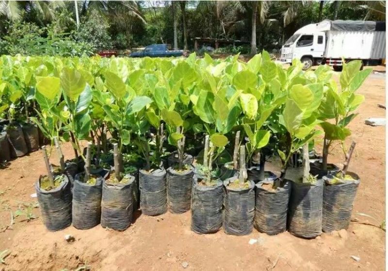 菠萝蜜苗稿接树