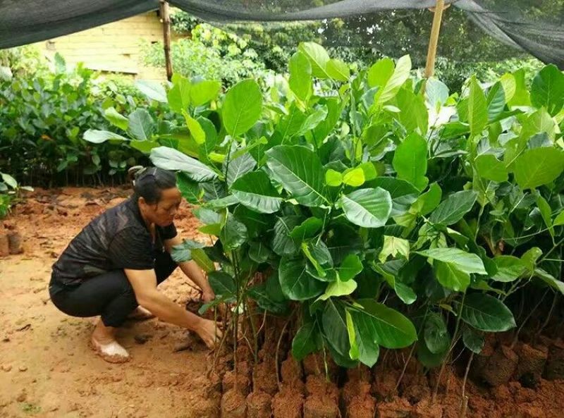 菠萝蜜苗稿接树