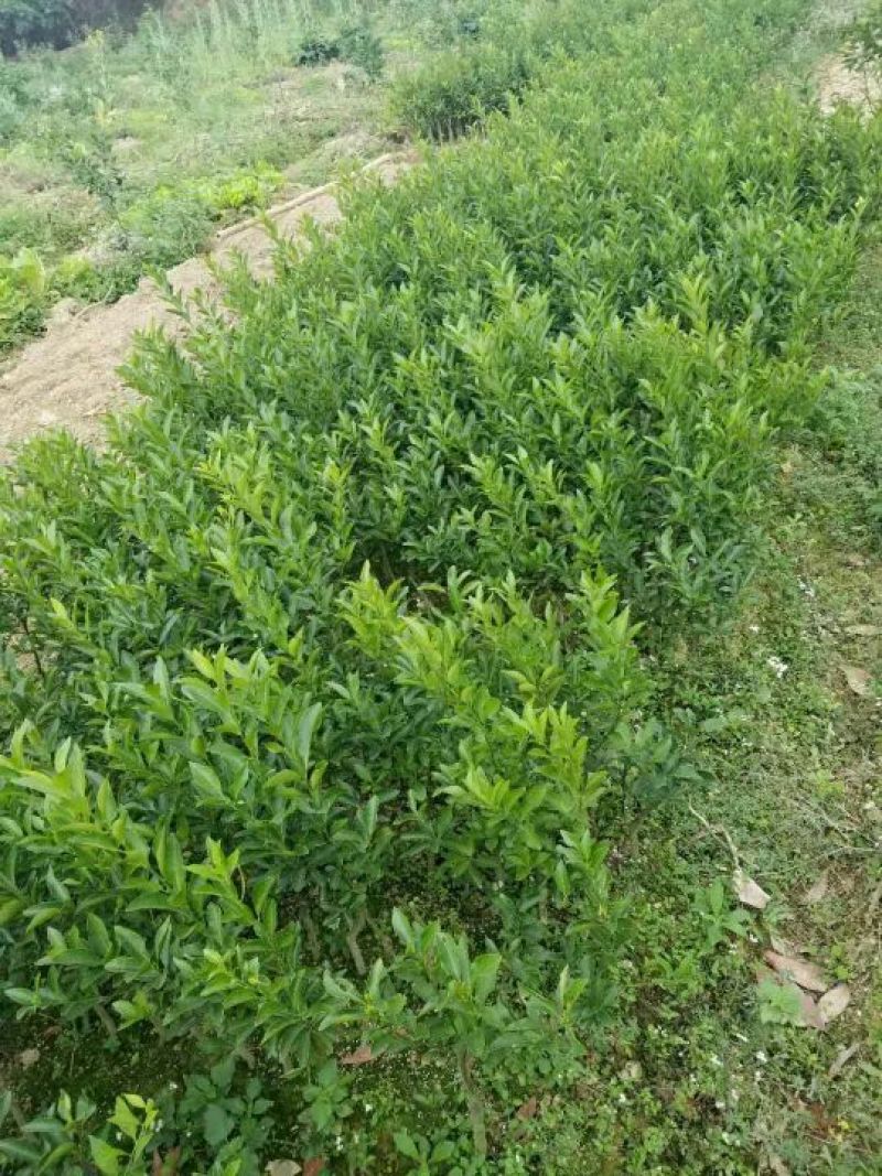 桔柚苗
