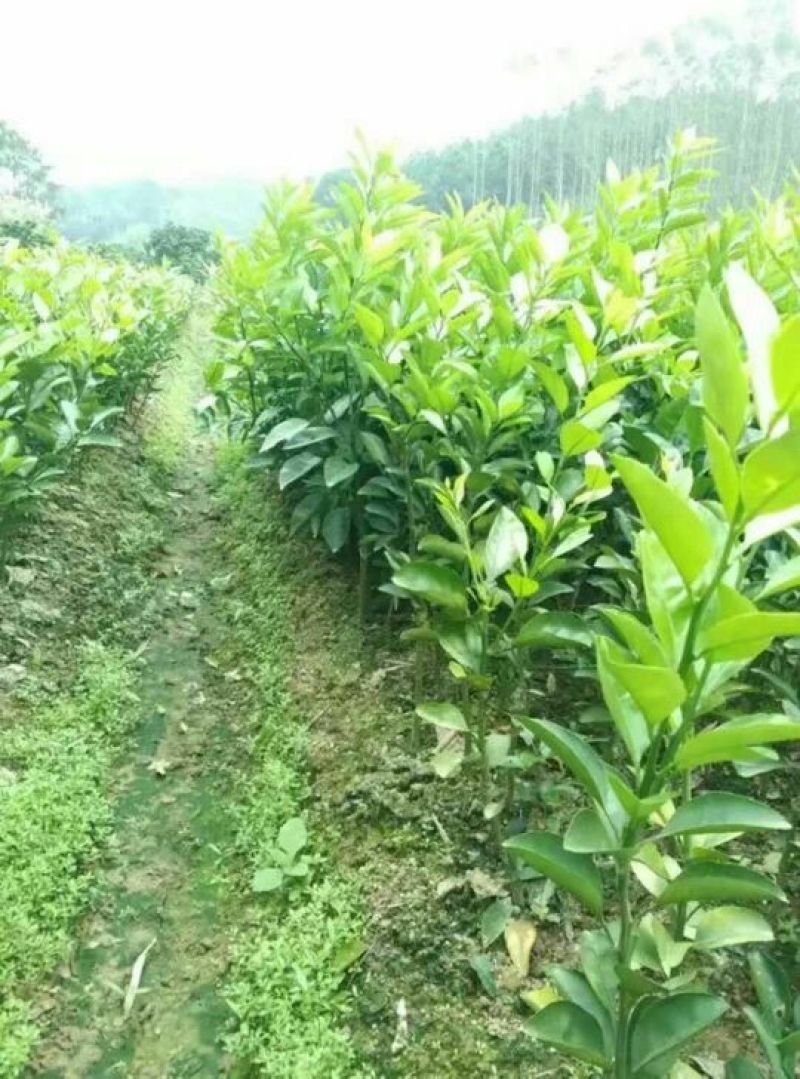 桔柚苗