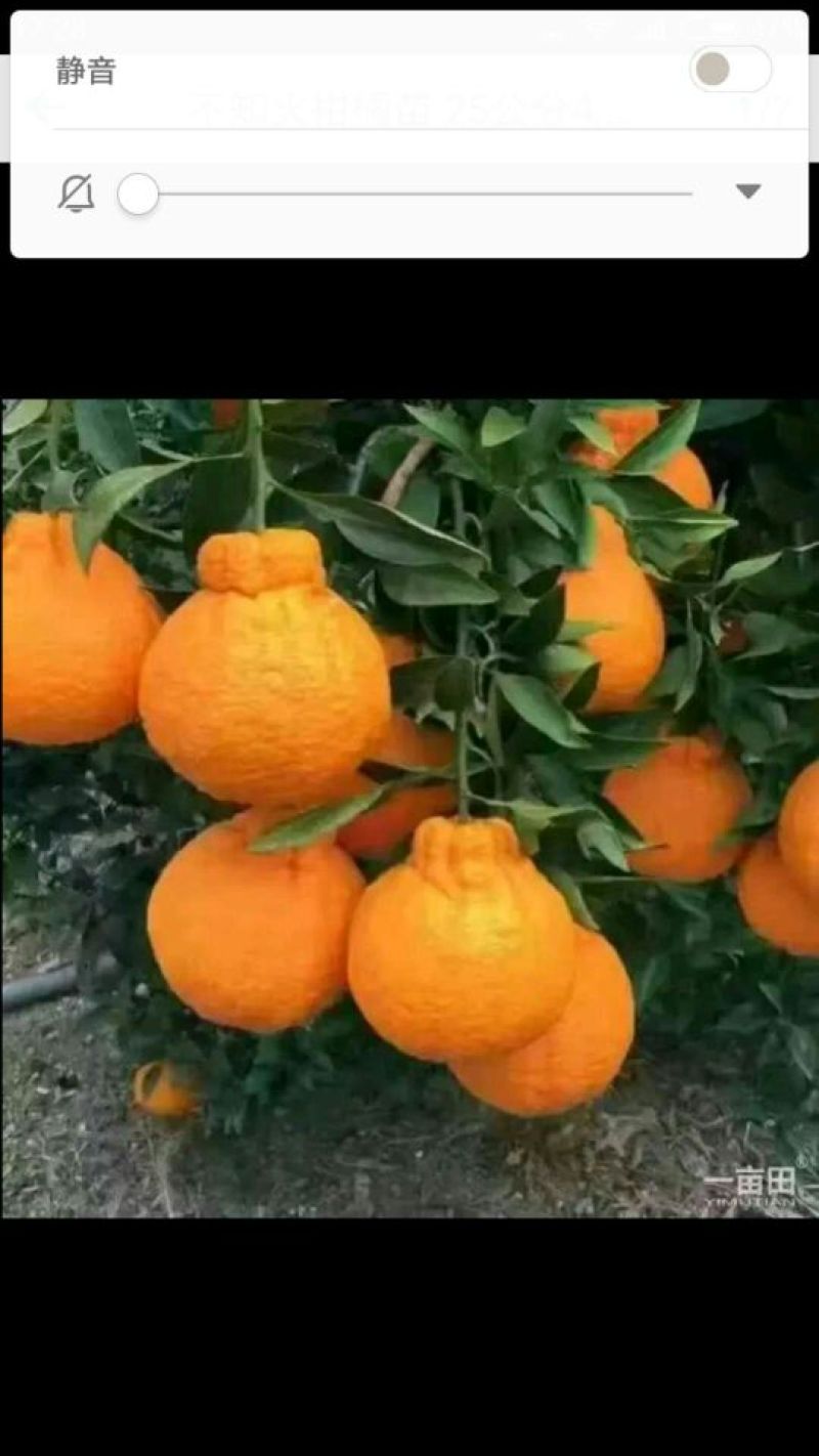 桔柚苗