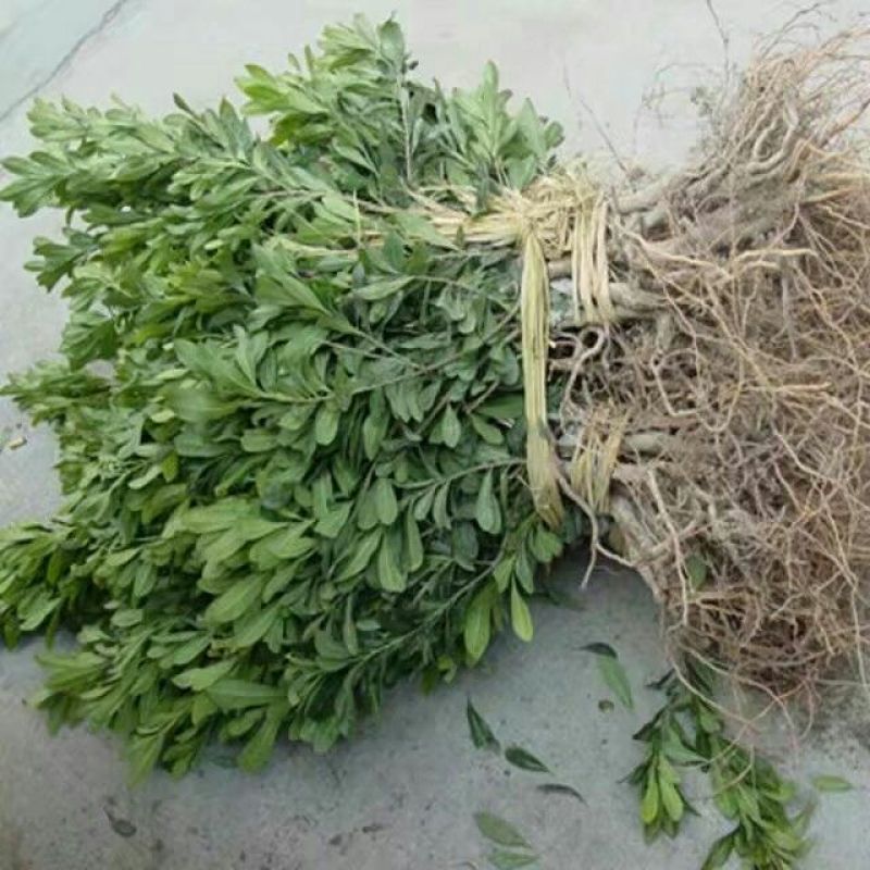杨梅苗10~20cm
