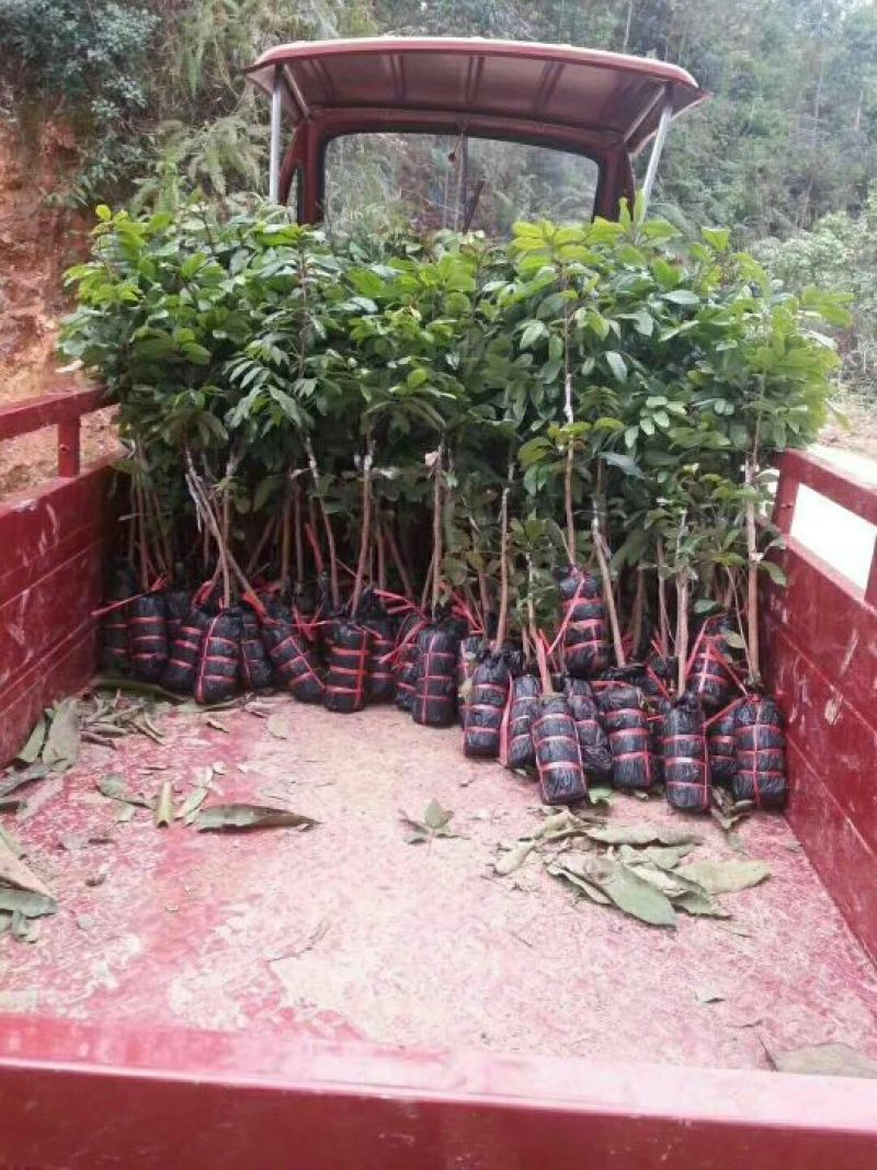 荔枝苗10~20cm