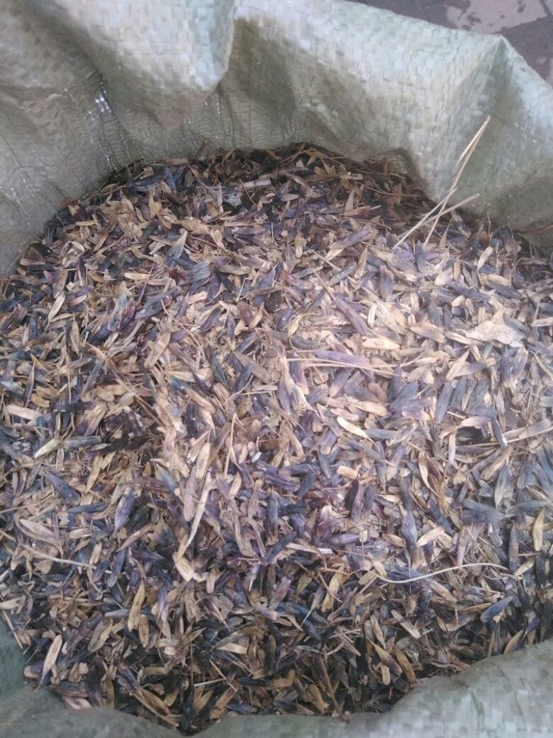 板蓝根种子，本地特色中药材，品质纯真，发芽率高。