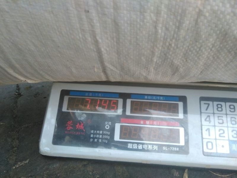 板蓝根种子，本地特色中药材，品质纯真，发芽率高。