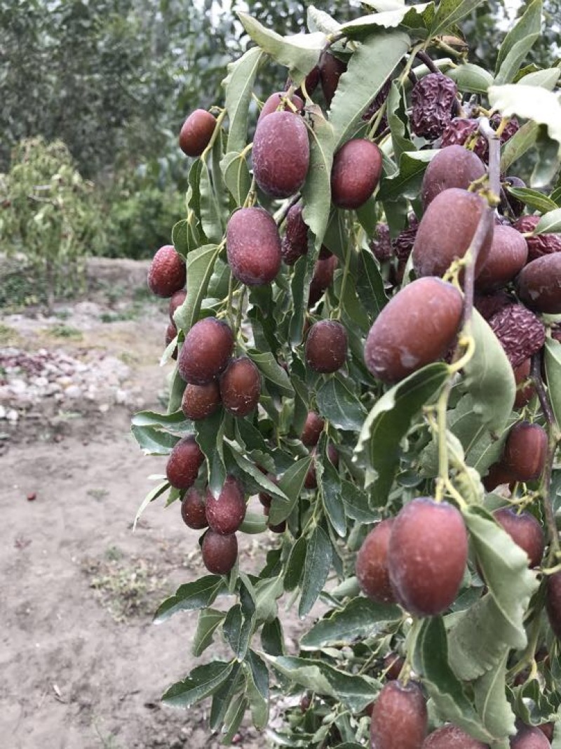 灰枣红枣
