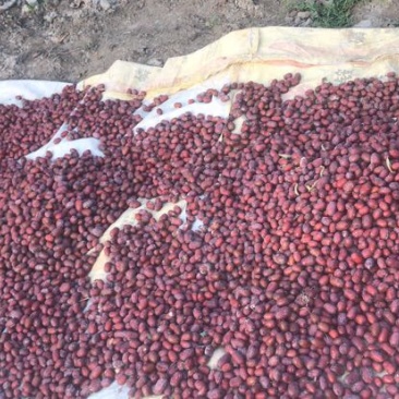 灰枣红枣