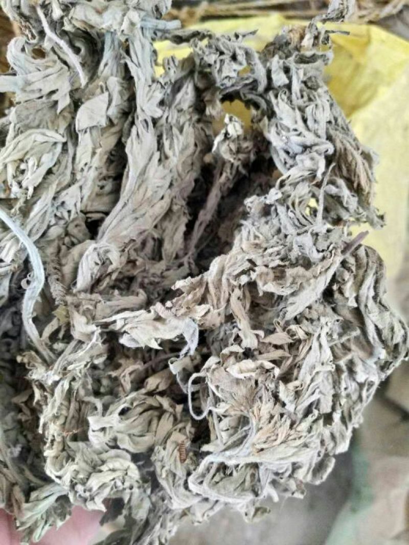 艾叶全叶统