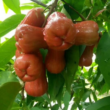 红莲雾果树苗