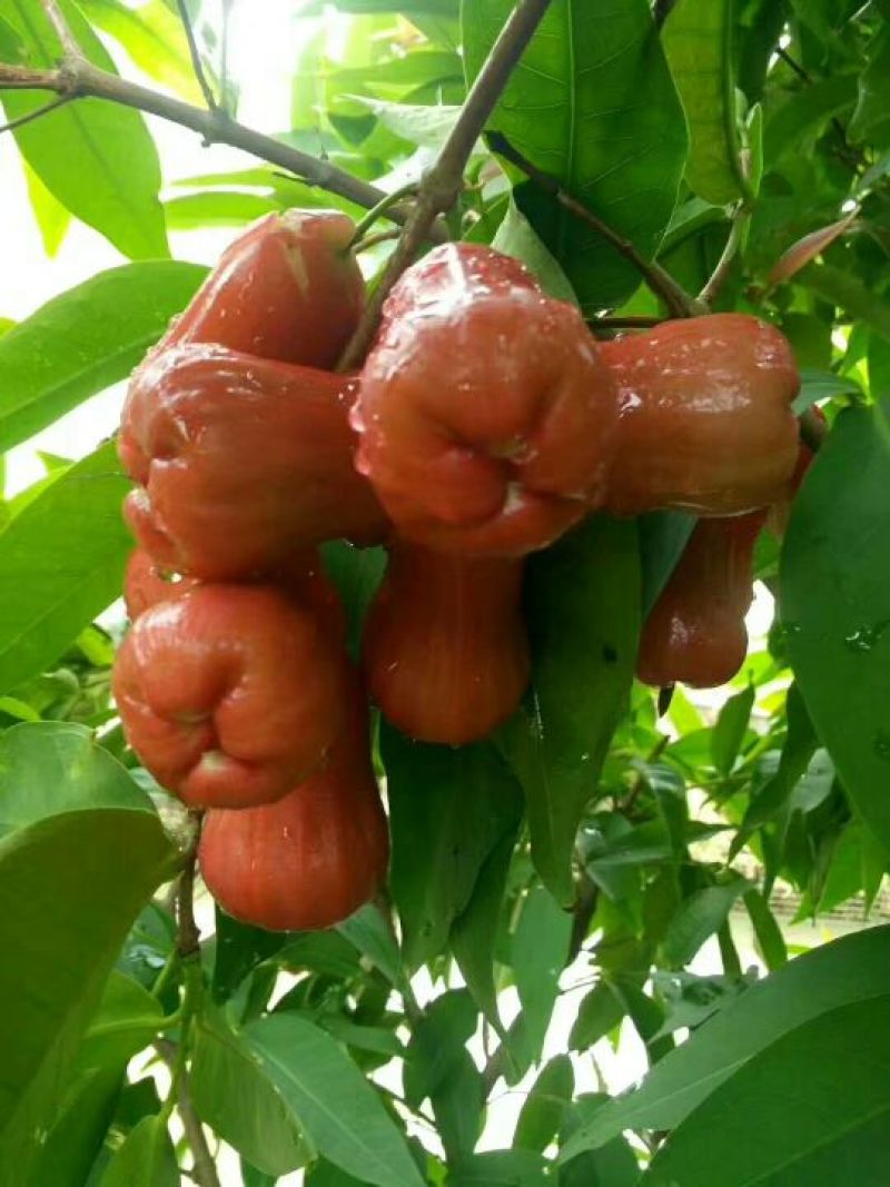 红莲雾果树苗