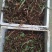 黄精种苗姜形多花黄精苗，鸡头黄精苗，一年苗，二年苗，三年