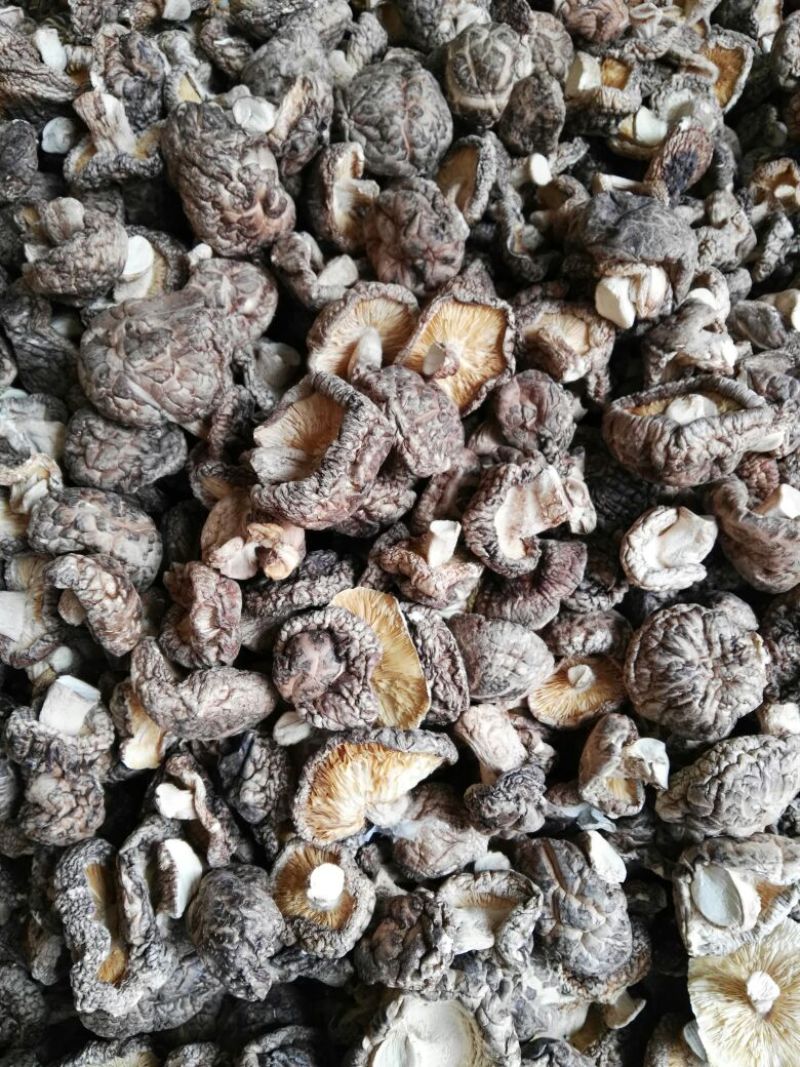 光面菇4~5cm