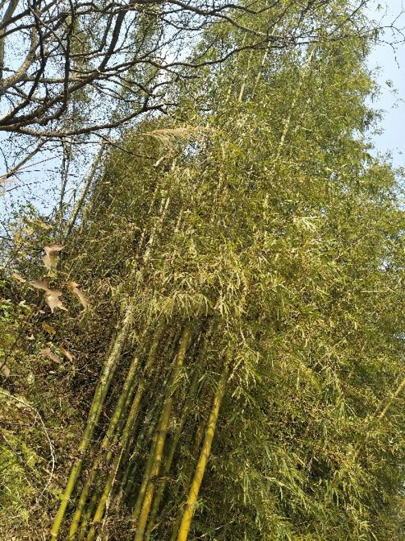 绿竹19~20m
