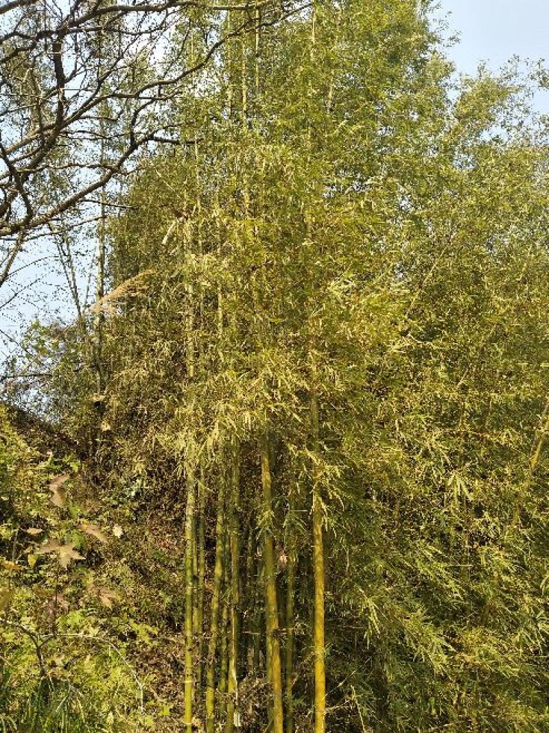 绿竹19~20m