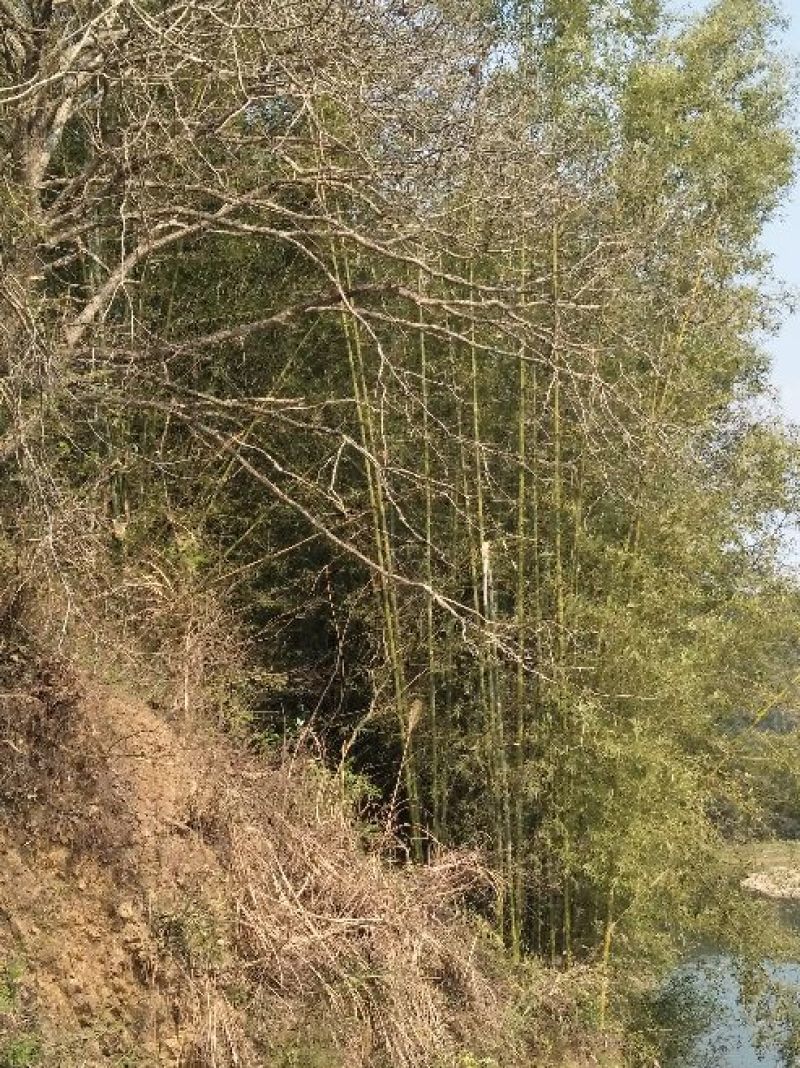 绿竹19~20m