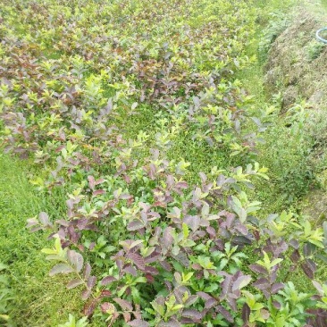 台湾珍珠番石榴苗50~80cm