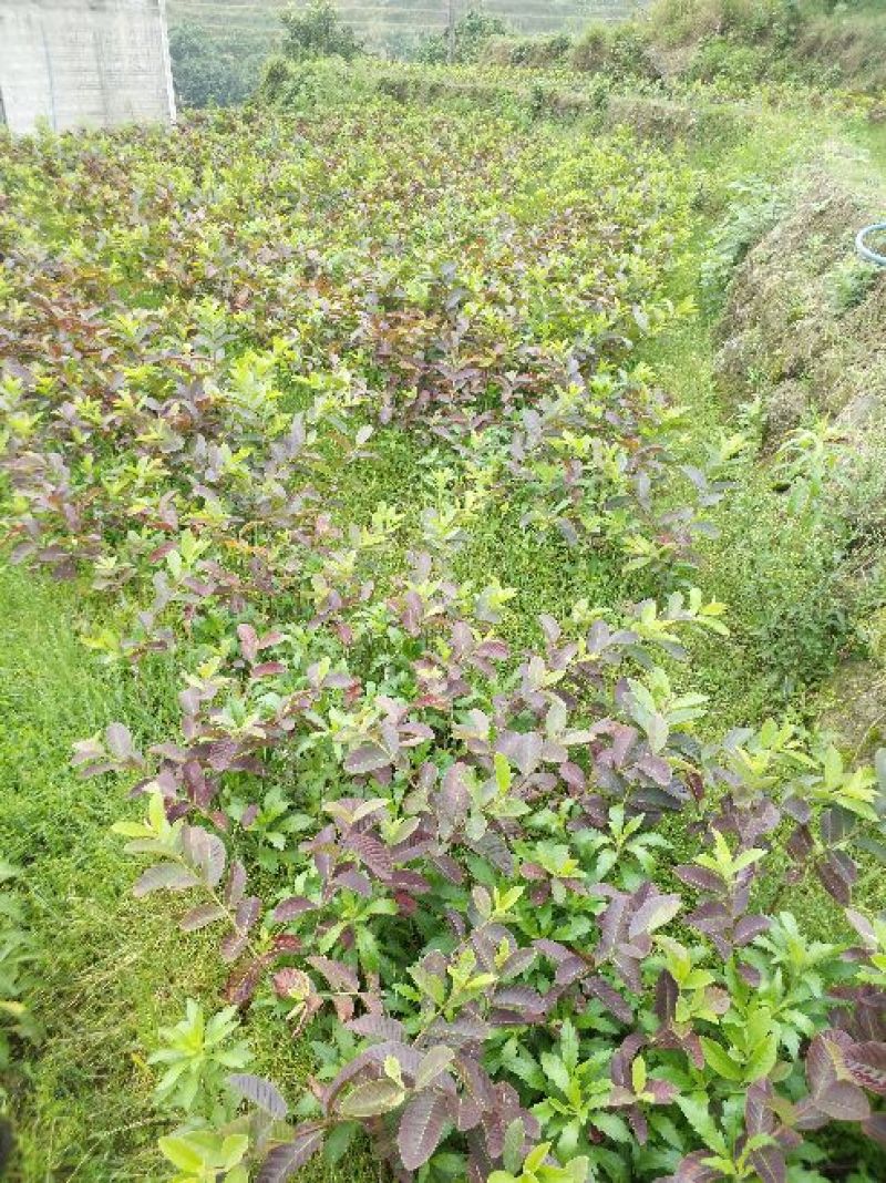 台湾珍珠番石榴苗50~80cm