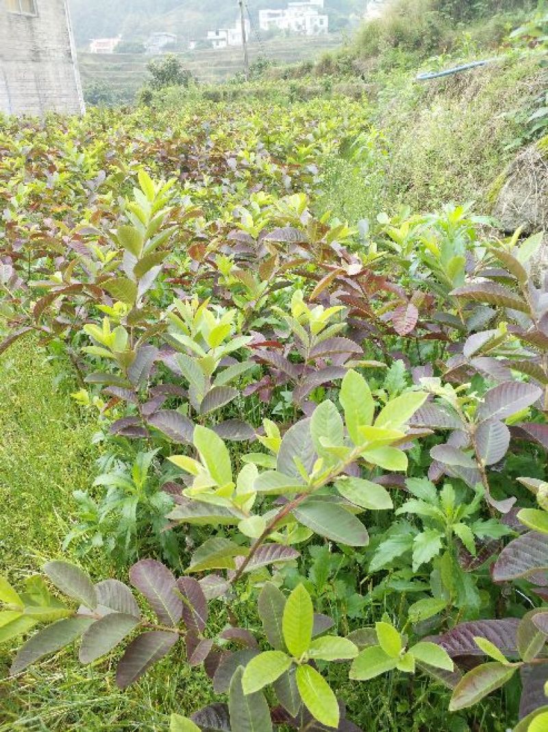 台湾珍珠番石榴苗50~80cm