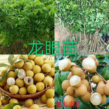 龙眼树苗20~30cm