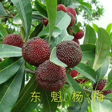 杨梅苗20~30cm