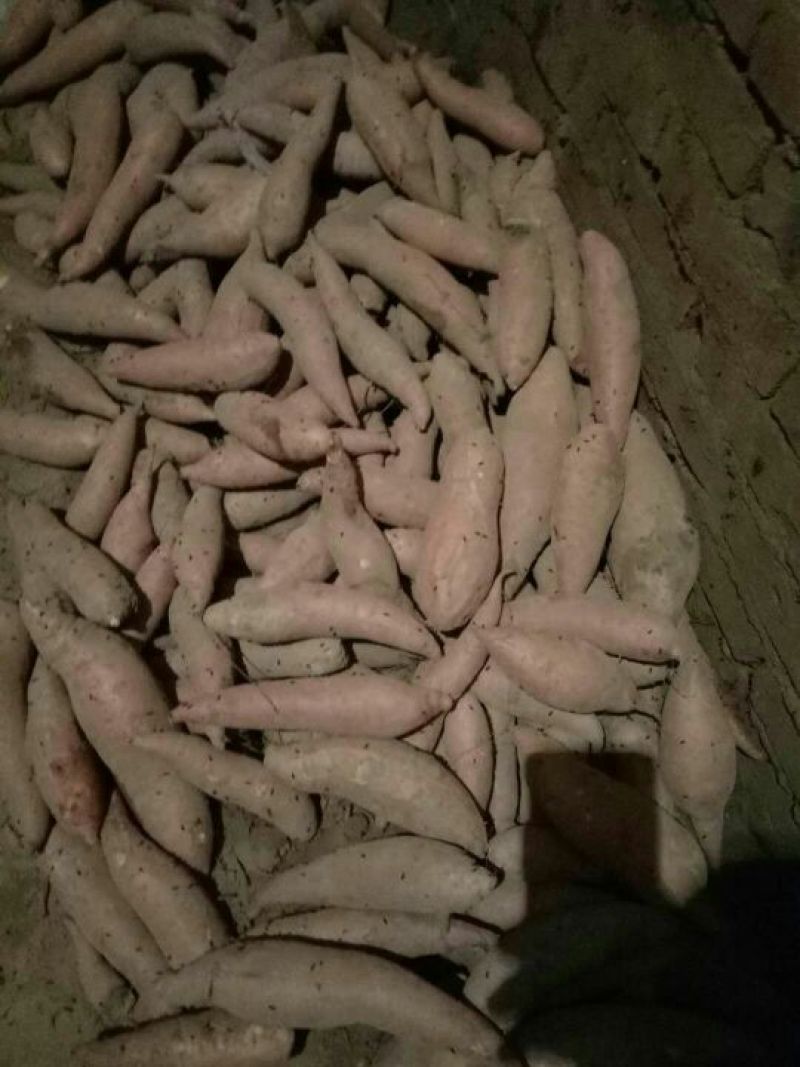 红薯种薯
