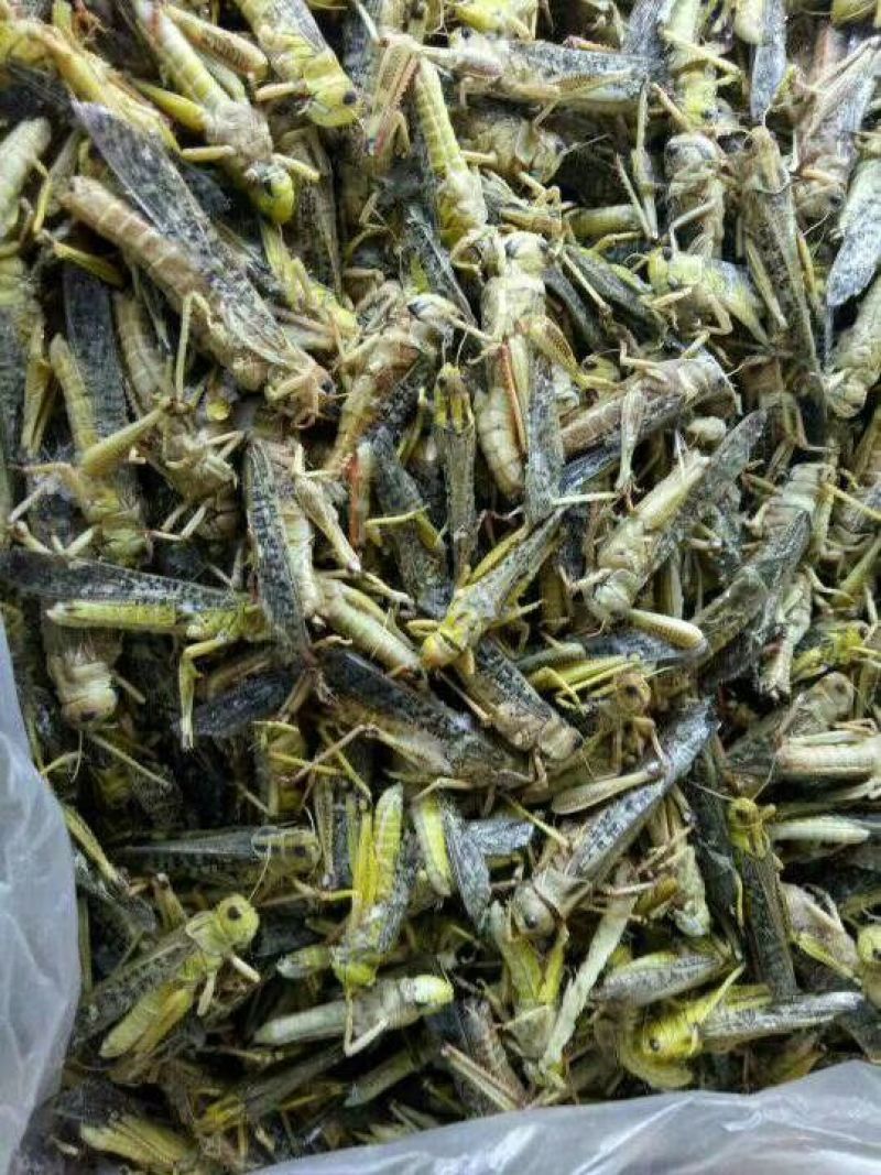 蚂蚱，稻蝗，东亚飞蝗土蚂蚱蝗虫