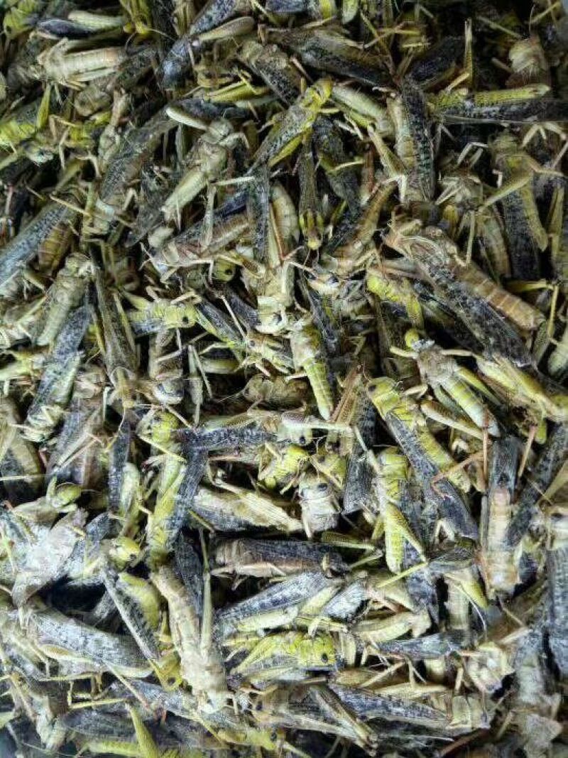 蚂蚱，稻蝗，东亚飞蝗土蚂蚱蝗虫