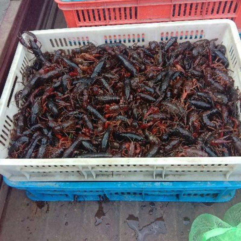湖虾小龙虾主养4-6钱（20-30克）食用活虾