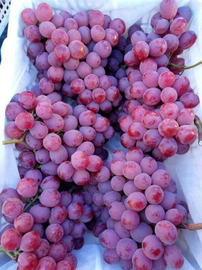 葡萄红提5%以下1~2斤葡萄🍇提子