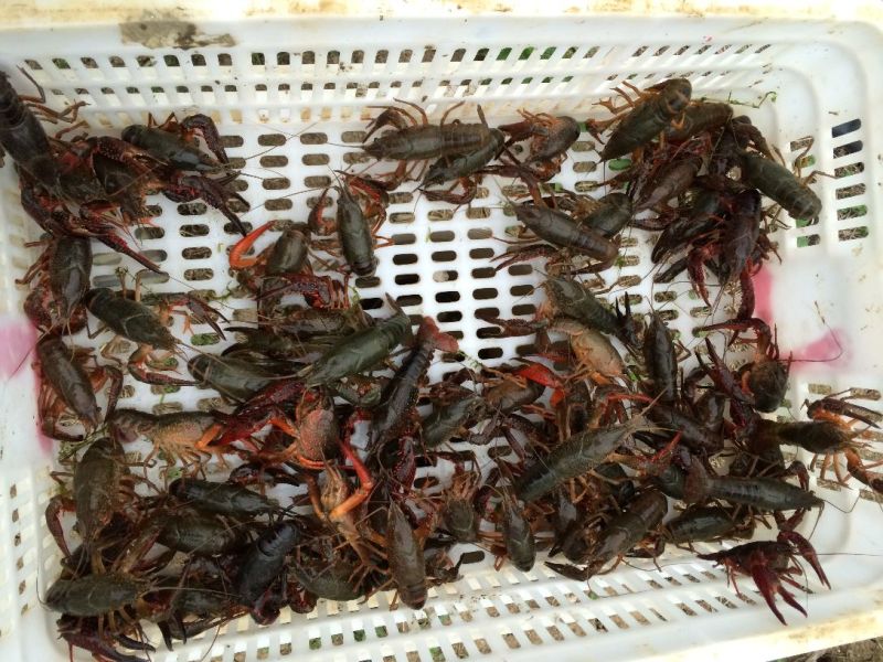 克氏原螯虾小龙虾主养4-6钱（20-30克）活虾