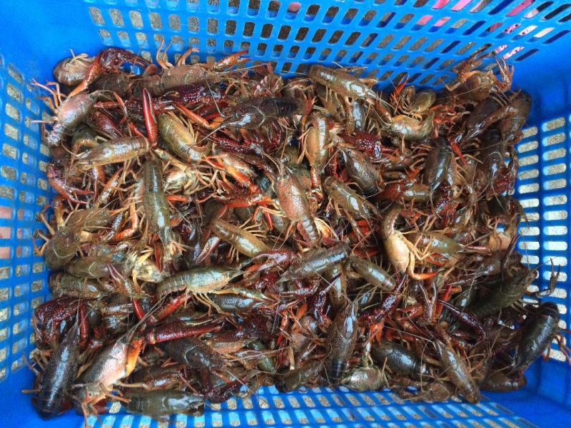 克氏原螯虾小龙虾主养6-8钱（30-40克）活虾