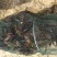 克氏原螯虾小龙虾主养6-8钱（30-40克）活虾