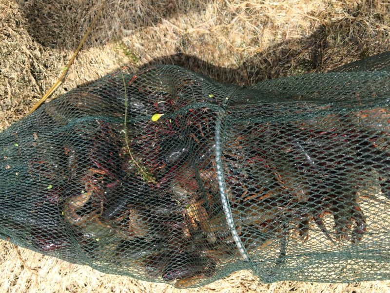 克氏原螯虾小龙虾主养6-8钱（30-40克）活虾
