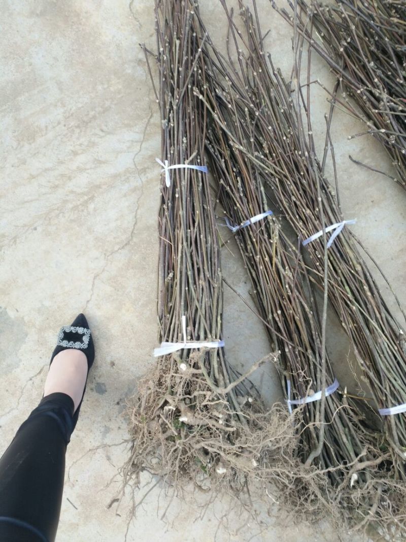吴茱萸苗80cm以上