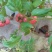 普罗旺斯西红柿弧二以上软粉通货