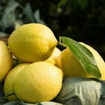 【推荐】四川精品尤力克柠檬鲜果2-3.5两代发全国